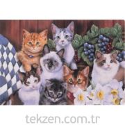 Paspas Kedi Yuvası