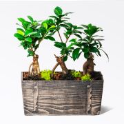 Woody - 3'lu Ficus Bonsai