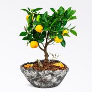 Unique - Citrus Bonsai