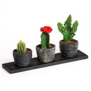 Trio Luxury - 3 Siyah Saksı İçerisine Sukulent ve Kaktüs