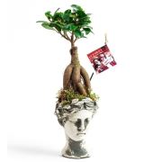 Kişiye Özel Fotoğraflı Helen Antik Ficus Bonsai 27 cm