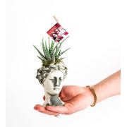 Kişiye Özel Fotoğraflı Helen Haworthia 15 cm