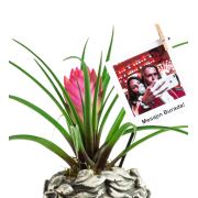 Kişiye Özel Fotoğraflı Helen Antik Tillandsia 20 cm