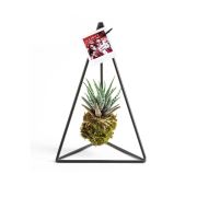 Kişiye Özel Fotoğraflı Pendulum Black Kokedama Haworthia 18x30 cm