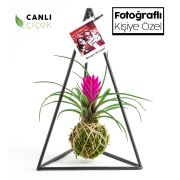 Kişiye Özel Fotoğraflı Pendulum Black Kokedama Tillandsia 18x30 cm