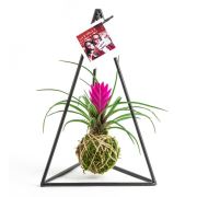 Kişiye Özel Fotoğraflı Pendulum Black Kokedama Tillandsia 18x30 cm