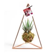 Kişiye Özel Fotoğraflı Pendulum Rose Kokedama Haworthia 18x30 cm