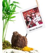Kişiye Özel Fotoğraflı Rock Chamaedorea 25 - 30 cm