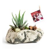 Kişiye Özel Fotoğraflı Rock Haworthia 15 - 20 cm