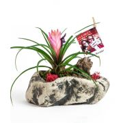 Kişiye Özel Fotoğraflı Rock Tillandsia 15 - 20 cm