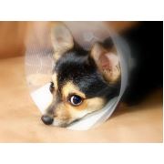 Dermovet Şeffaf Çizgili Köpek Elisabeth Yaka 10Cm