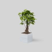 Onlywood Flower Box Ahşap Saksı Beyaz