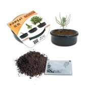 Bonsai Ekim Kiti (Fıstık Çamı)