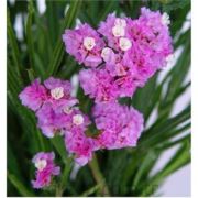 VİLMORİN-379 Pembe Statis Çiçek Tohumu Seri-2