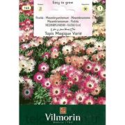 Vilmorin-164 Buz Çiçeği Tohumu Seri-1