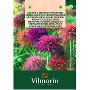 Vilmorin -384 Çiçekli Krizantem Çiçek Tohumu Seri-1