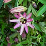 Zenfidan Passiflora Passiflora Victoria Pembe Çarkıfelek Çiçeği, İTHAL, 80-100 cm, Saksıda