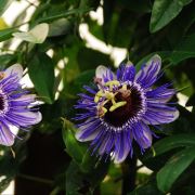 Zenfidan Passiflora Purple Haze Lila Çarkıfelek Çiçeği, İTHAL, 80-100 cm, Saksıda