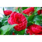 ZenfidanCamellia japonica Mrs. Tingley Pembe Çiçekli Kamelya, İTHAL, +80 cm, Saksıda