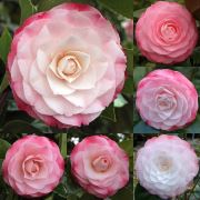Zenfidan Camellia japonica Desire, Toz Pembe Çiçekli Kamelya, İTHAL, +100 cm, Saksıda