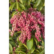 Zenfidan Pieris japonica Winter Hardy Pembe Çiçekli Pieris, 20-40 cm, İTHAL, Saksıda