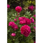 Zenfidan Paeonia Karl Rosenfield Kırmızı Çiçekli Şakayık, 20-30 cm, İTHAL, Saksıda