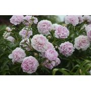 Zenfidan Paeonia Sarah Bernhardt Açık Pembe Çiçekli Şakayık, 20-30 cm, İTHAL, Saksıda