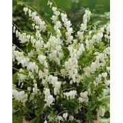 Zenfidan Dicentra spectabilis White Beyaz Ağlayan Kalpler Çiçeği, İTHAL, Saksıda