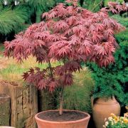 Zenfidan Acer Palmatum Atropurpureum, Kırmızı Yapraklı Japon Akçaağacı, 60-80 cm, Saksıda