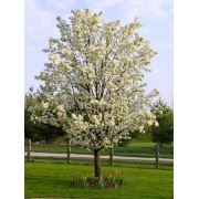 Zenfidan Amelanchier arborea Robin Hill Süs Taş Armudu, İTHAL, 40-60 cm, Saksıda
