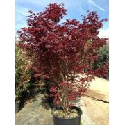 Zenfidan Acer Palmatum, Kırmızı Yapraklı Japon Akçaağacı, 80 cm, 4 Yaş, Saksıda