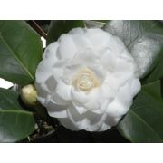 Zenfidan Camellia japonica Perfection White Beyaz Çiçekli Kamelya, İTHAL, +100 cm, Saksıda