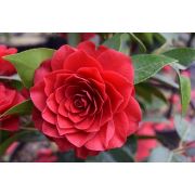 Zenfidan Camellia japonica Black Lace Kırmızı Çiçekli Kamelya, İTHAL, 60-70 cm, Saksıda