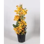 Zenfidan Bougainvillea spectabilis Yellow Sarı Begonvil Fidanı, 60-80 cm, Saksıda