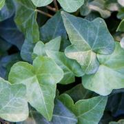 Hedera helix Ralf Küçük Yeşil Yapraklı Orman Sarmaşığı, +100 cm, 2 Adet, Saksıda
