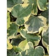 Hedera helix Variegata Alacalı Büyük Yapraklı Duvar Sarmaşığı, 80-100 cm, 2 Adet, Saksıda