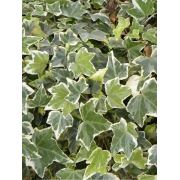 Hedera helix Glacier Beyaz Kenarlı Küçük Yapraklı Orman Sarmaşığı, 2 Adet, +80-100 cm, Saksıda