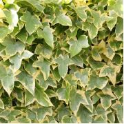 Hedera Helix Goldchild Sarı Kenarlı Küçük Yapraklı Orman Sarmaşığı, 2 Adet Saksıda
