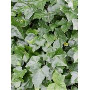 Hedera helix Hibernica Irish Büyük Yeşil Yapraklı Orman Sarmaşığı, 2 Adet +100 cm, Saksıda