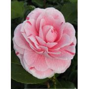 Zenfidan Camellia japonica Bonomiana Beyaz Çiçekli Pembe Çizgili Kamelya, İTHAL, +100 cm, Saksıda