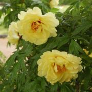 Zenfidan Paeonia suffruticosa High Noon Sarı Çiçekli Şakayık, 20-30 cm, İTHAL, Saksıda