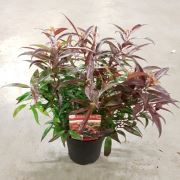 Zenfidan Leucothoe keiskei Burning Love Uzun Yapraklı Bordo Salkımçalı, 20-40 cm, İTHAL, Saksıda