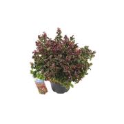 Zenfidan Leucothoe axillaris Curly Red Bordo Salkımçalı, 20-40 cm, İTHAL, Saksıda