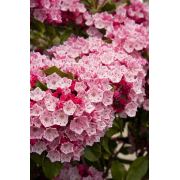 Zenfidan Kalmia latifolia Olympic Fire Pembe Defne Gülü, 30-50 cm, İTHAL, Saksıda