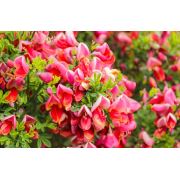 Zenfidan Cytisus praecox Red Lion Pembe Sarı Çiçekli Katır Tırnağı, İTHAL, Saksıda