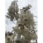 Zenfidan Paulownia fortunei Tomentosa Beyaz Çiçekli Çin Kavağı (Beyaz Pavlonya), 40-60 cm, Saksıda