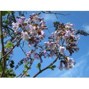 Zenfidan Paulownia fortunei Elongata Lila Çiçekli Çin Kavağı (Lila Pavlonya), 40-60 cm, Saksıda