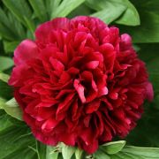 Zenfidan Paeonia suffruticosa Red Grace Kırmızı Ağaç Şakayık, 20-30 cm, İTHAL, Saksıda