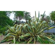 Zenfidan Agave americana Marginata Alacalı Amerikan Sabır Ağacı, 20-40 cm, Saksıda