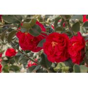 Zenfidan Camellia japonica Kramers Supreme Katmerli Kırmızı Kamelya, İTHAL, +100 cm, Saksıda